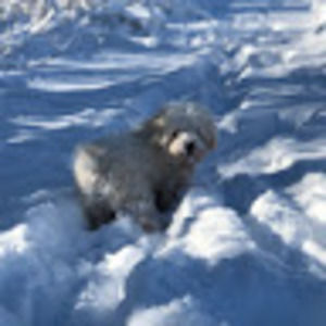 Meet your Posher, Maddie